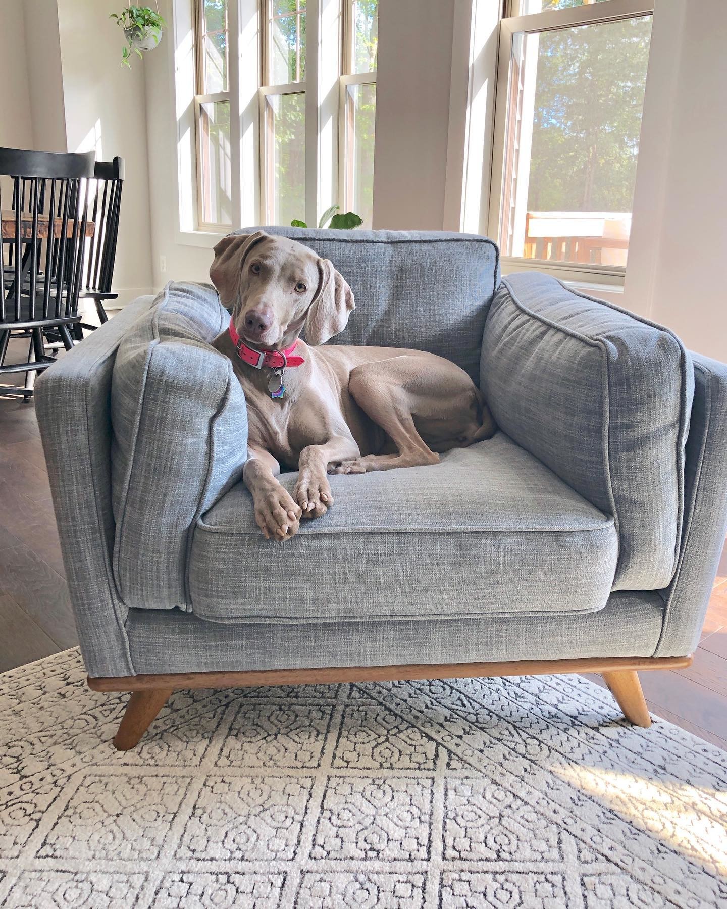 Pebble Gray Timber Fabric Honey Oak Chair | Article