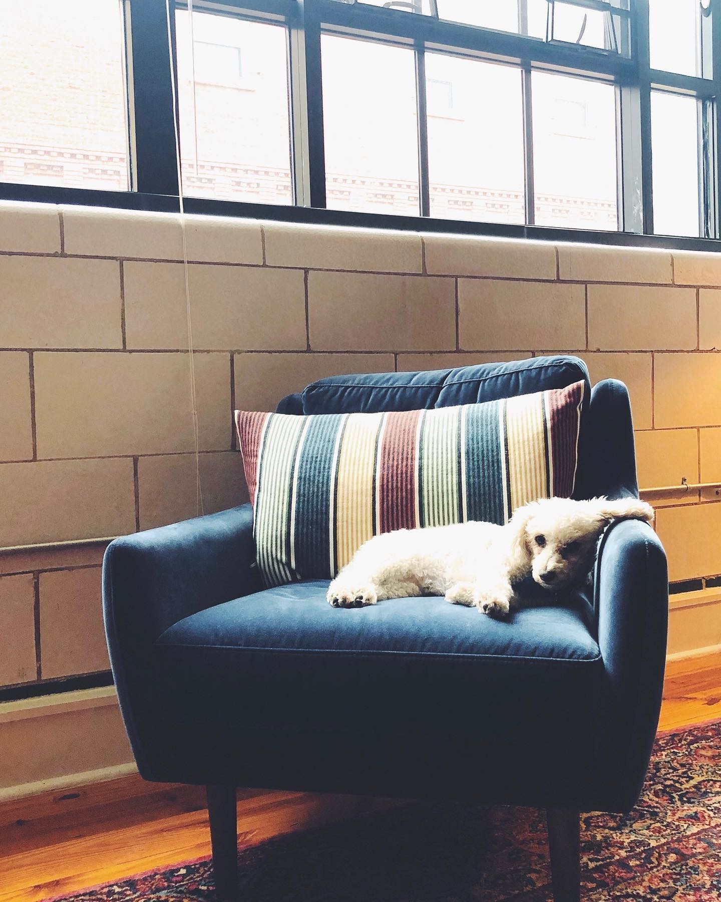 Cascadia Blue and Walnut Matrix Velvet Lounge Chair | Article