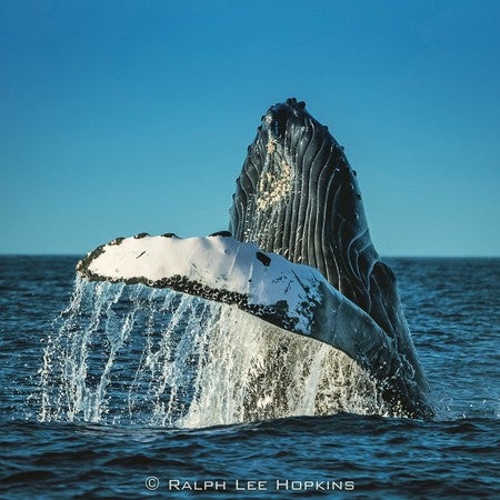 Buy M.Zuiko Digital ED 14-42mm F3.5-5.6 EZ OM From OM SYSTEM