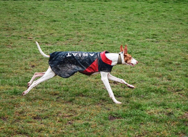 Team Softshell Dog Jacket | Ariat