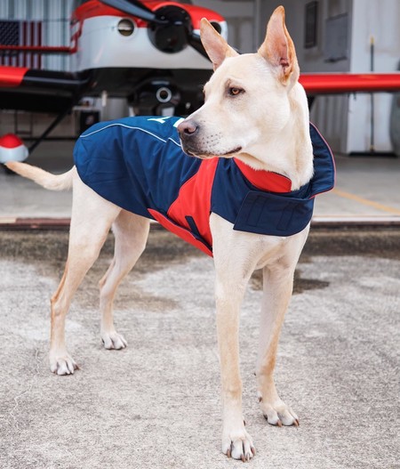 Team Softshell Dog Jacket | Ariat