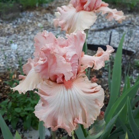 In Love Again Reblooming Bearded Iris Spring Hill