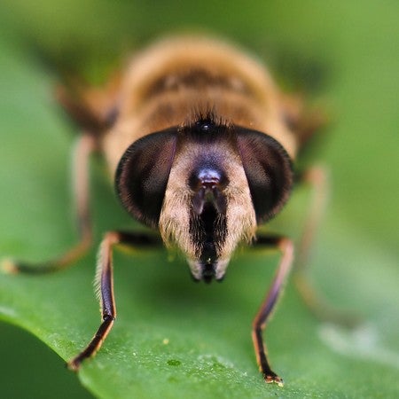 Buy M.Zuiko Digital ED 30mm F3.5 Macro From OM SYSTEM Canada