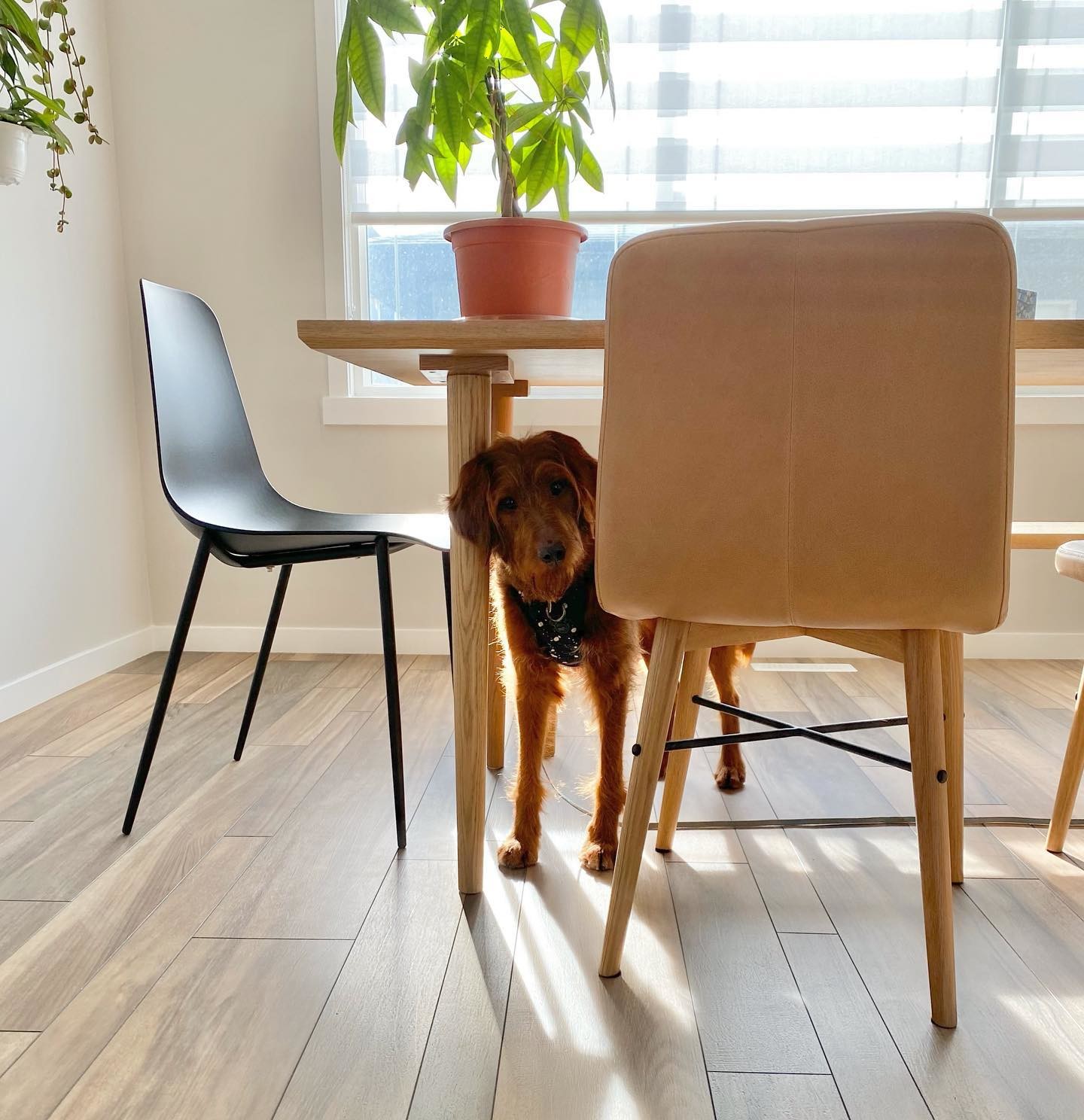 Pure Black Polypropylene Armless Dining Chair | Svelti | Article