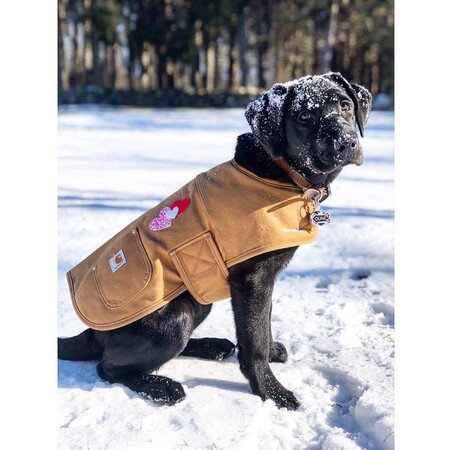 Dog Chore Coat | Hunter Orange | Carhartt