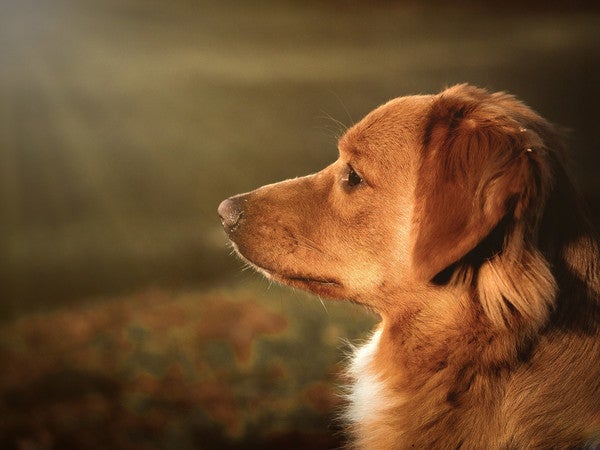 Marcoussis、NATURE、海外版超希少レゾネ Marcoussis、NATURE、海外版超希少レゾネ