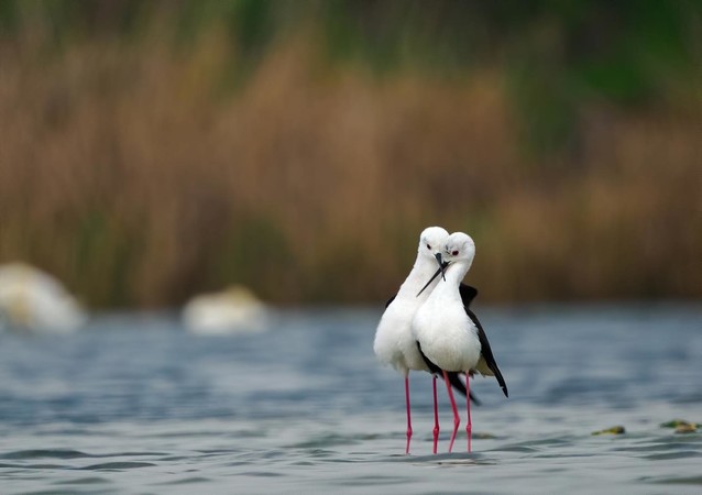 Buy M.Zuiko Digital ED 100-400mm F5.0-6.3 IS OM From OM SYSTEM Canada