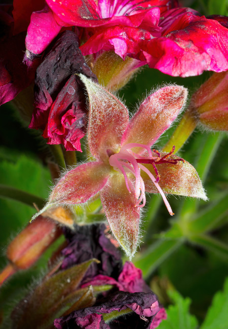 Buy M.Zuiko Digital ED 30mm F3.5 Macro From OM SYSTEM