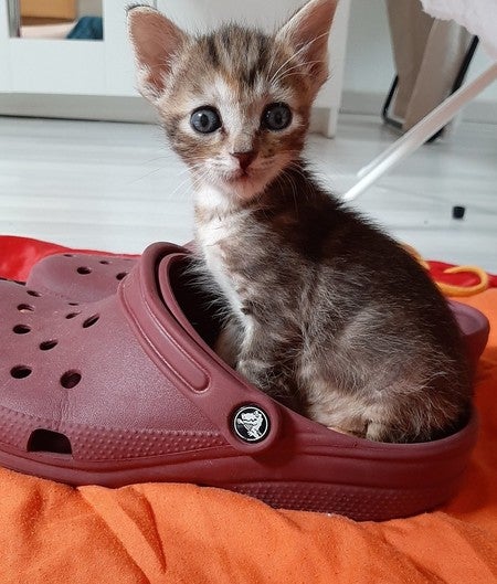 Crocs at San Marcos Outlet 78666