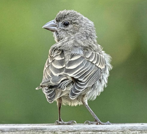 Buy M.Zuiko Digital ED 100-400mm F5.0-6.3 IS OM From OM SYSTEM Canada