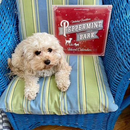 williams-sonoma-peppermint-bark-advent-calendar-gourmet-chocolate-williams-sonoma