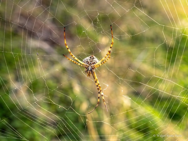 Buy M.Zuiko Digital ED 30mm F3.5 Macro From OM SYSTEM