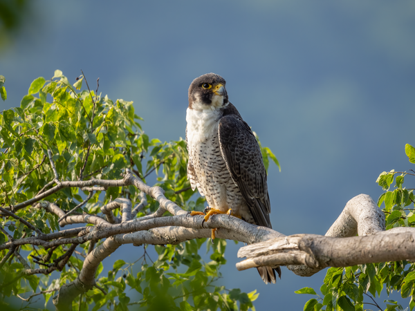 Buy M.Zuiko Digital ED 100-400mm F5.0-6.3 IS OM From OM SYSTEM Canada