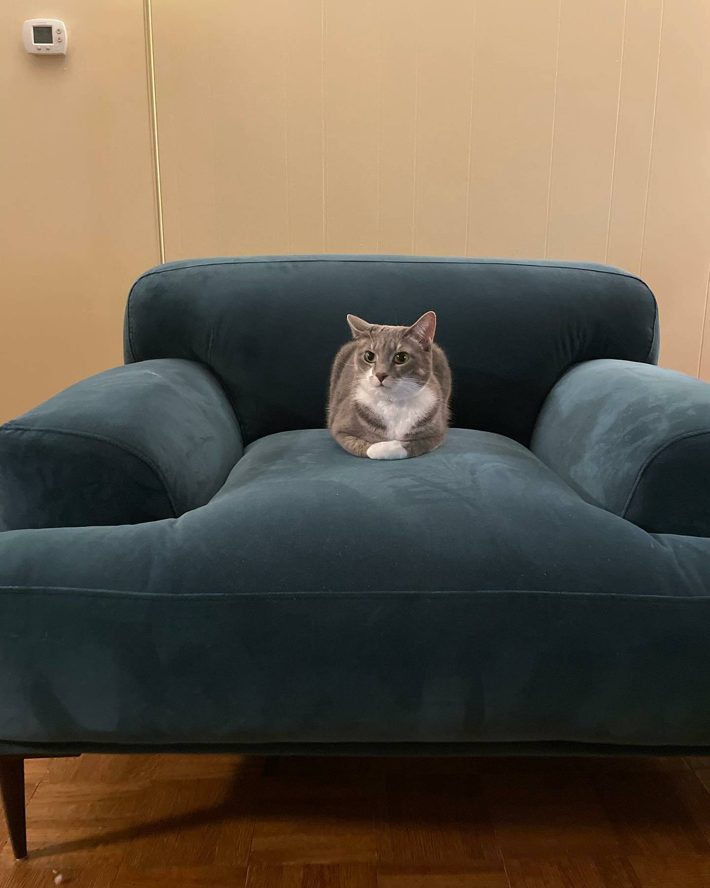 Abisko Plush Pacific Blue Velvet & Metal Legs Lounge Chair | Article