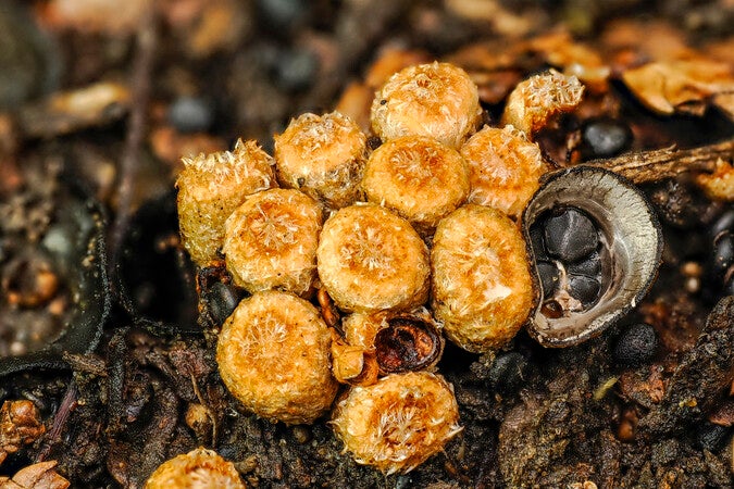 Buy M.Zuiko Digital ED 90mm F3.5 Macro IS PRO From OM SYSTEM