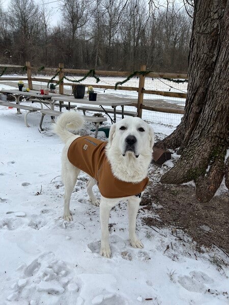 Carhartt Sherpa Dog Coat Carhartt Dog Sale Collar Brown