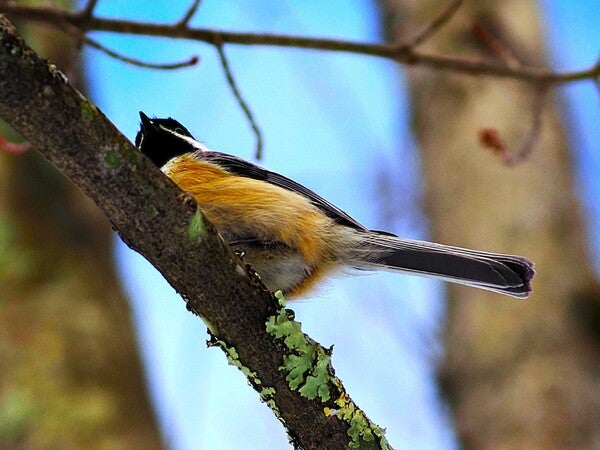 オウグ Buy M.Zuiko Digital ED 100-400mm F5.0-6.3 IS OM From OM SYSTEM Canada