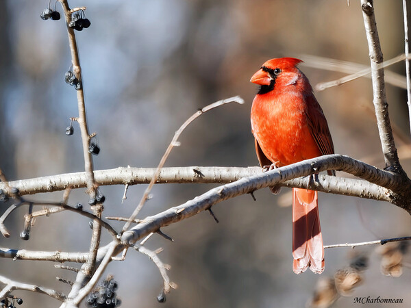 Buy M.Zuiko Digital ED 100-400mm F5.0-6.3 IS OM From OM SYSTEM Canada
