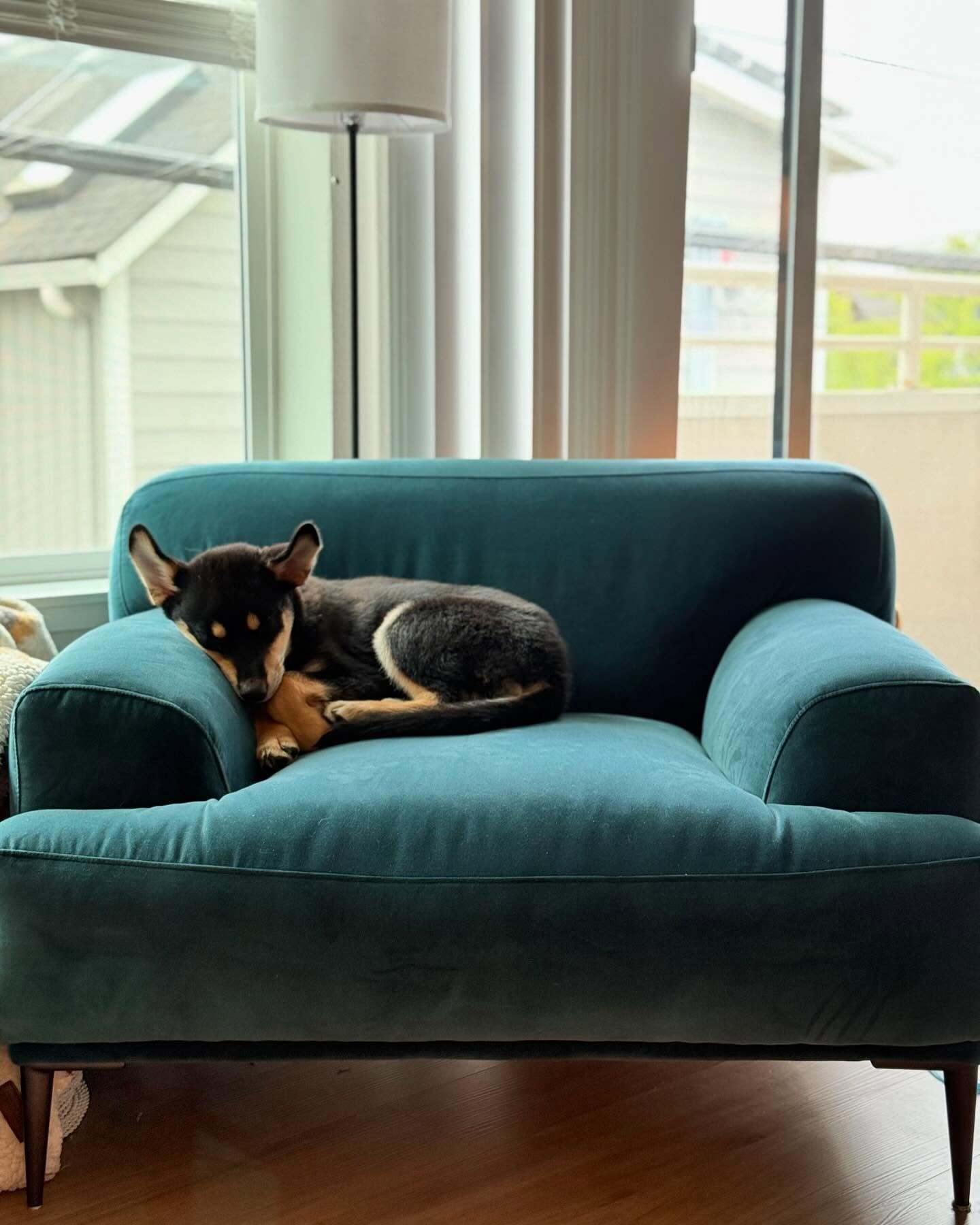 Abisko Plush Pacific Blue Velvet & Metal Legs Lounge Chair | Article