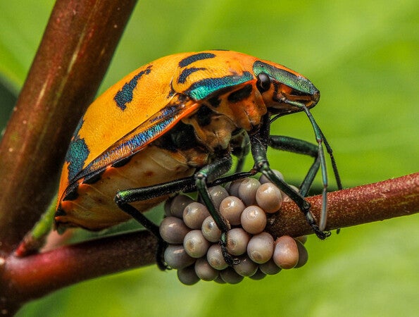 Buy M.Zuiko Digital ED 30mm F3.5 Macro From OM SYSTEM