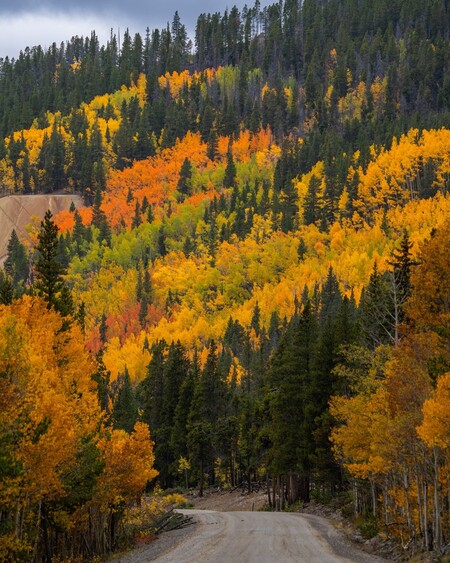 Colorado Autumn Leaves 2025
