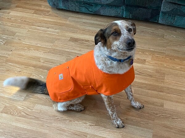 Crafted Series Duck Sherpa Lined Chore Jacket | REG | Carhartt