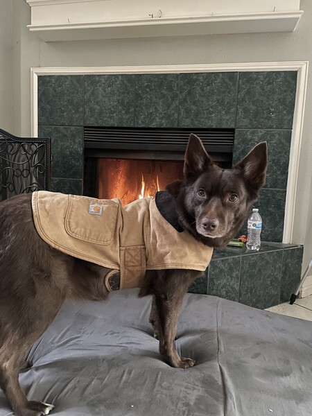 Dog Chore Coat | Gifts under $75 | Carhartt