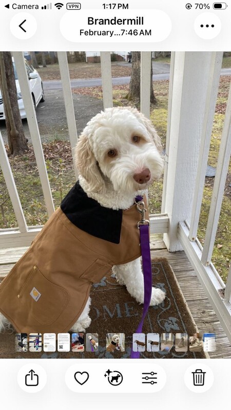 Dog Chore Coat | Black | Carhartt