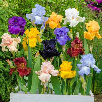 Flowers for Garden Bare Rooted 5X Iris germanicaMagic Melange Garden Plants Mix of 5 German Iris